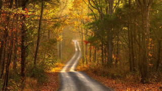 Forest road autumn leaves cityscape - both side of it free wallpaper