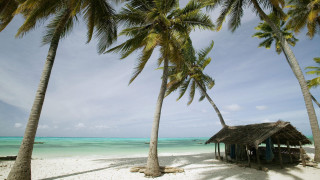 Beach hut palm trees blue 2 - a hut free wallpaper