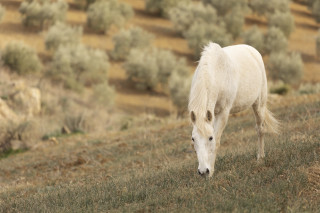 White horse grazing hilly field - a white horse free wallpaper