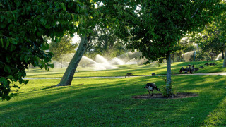 Park green trees birds sprinkle - cherryl fountain free wallpaper