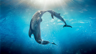 Dolphins ocean sunlight bubbles aurora - underneath free wallpaper