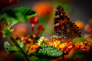 Blurry bokeh fire christmas tree - free autumn wallpaper for desktop