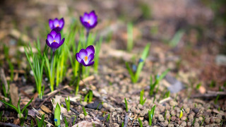 Purple flower bokeh garden park - anne rigney free wallpaper