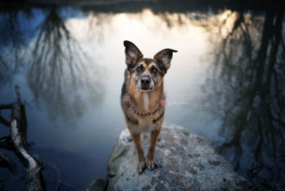 Dog rock water trees reflection - near free wallpaper