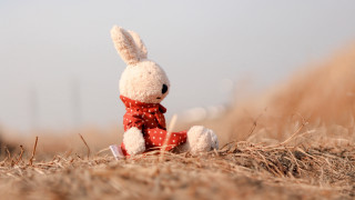 Stuffed rabbit dry grass red - dry free wallpaper