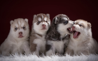 Husky puppies renaissance jigsaw animal - husky free wallpaper