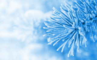 Blue pine branch snow generative - an gyeon free wallpaper for desktop