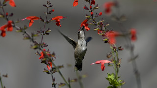 Hummingbird redflowers graybackground nasmyth award - red flower free wallpaper