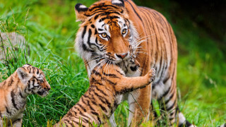 Tiger cub walking grass nature - a tiger free wallpaper