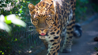 Leopard path fence trees open - a fence and trees free wallpaper