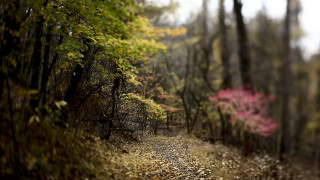 Woodland path shallow depth forest - a path free wallpaper