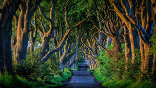 Road trees person nature scene - e. william gollings free wallpaper