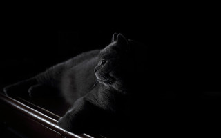 Cat box dark chiaroscuro vanitas - chris friel free wallpaper
