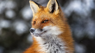 Red fox snowy face looking - a red fox free wallpaper