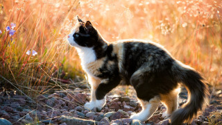 Cat fire rocky field flowers - the background and a sunbeam in the foreground free wallpaper
