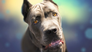 Dog yellow eyes photorealistic animal - elke vogelsang free wallpaper