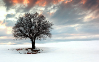 Lone tree snowy field cloudy - sunset free wallpaper