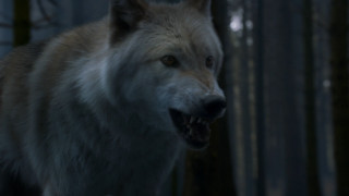 Wolf open mouthed woods night - tooth wide open free wallpaper