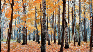 Autumn forest leaves orange burn - lot of trees free wallpaper