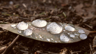 Snowy leaf macro blurry depth - andy goldsworthy free wallpaper