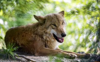 Wolf shade tree laying open - its mouth wide open free wallpaper