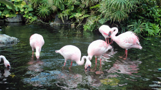 Flamingos pond plants rocks nature - de hirsh margule free wallpaper