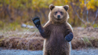 Brown bear water spout ecological - boris vladimirski free wallpaper