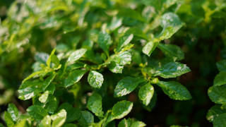 Green plant water drops macro 12 - a green plant free wallpaper