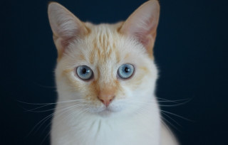 White cat blue eyes serious 8 - symmetrical free wallpaper
