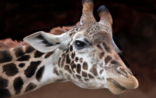 Giraffe face closeup brown background - spot free wallpaper