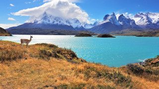 Llama grassy hill lake mountains - peak free wallpaper