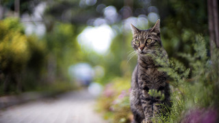 Curious cat woods wooden path - a wooden path free wallpaper