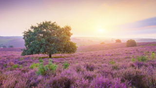 Lavender field sunset tree horizon - distant free wallpaper