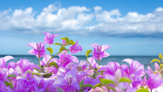 Purple flowers water clouds blue - a bunch free wallpaper for desktop