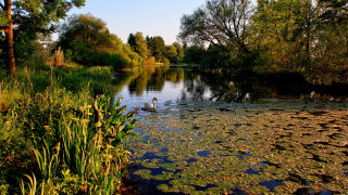Duck pond autumn impressionist nature - flora macdonald reid free wallpaper