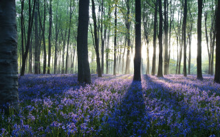 Forest purple flowers trees grass - ground free wallpaper