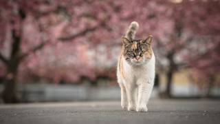 Cat street cherry blossoms motion - carlos catasse free wallpaper for desktop