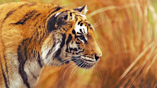 Tiger tallgrass closedeyes realistic wildlife - a tiger free wallpaper