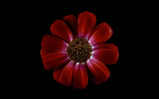 Red flower black background white - a red flower free wallpaper