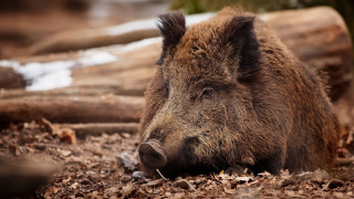 Wild boar woods snow primitivism - wild free wallpaper
