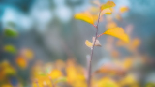 Blurry yellow flower autumn bokeh - tonalism free wallpaper