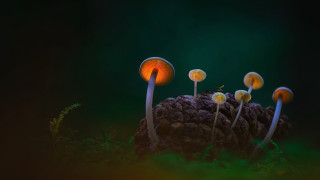 Mushrooms pinecone forest night macro - a forest floor free wallpaper