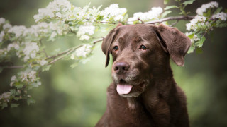 Dog tree whiteflowers green nature - white flower free wallpaper