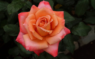 Pink orange rose macro blurry - dennis ashbaugh free wallpaper for desktop