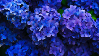 Blue flower bouquet green leaves - synchromism free wallpaper