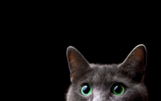 Black cat green eyes macro 3 - minimalism free wallpaper
