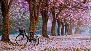 Bicycle park pink flowers impressionist - chang daichien free wallpaper