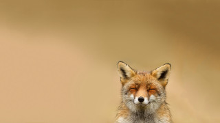 Red fox closed eyes gradient - neutral free wallpaper