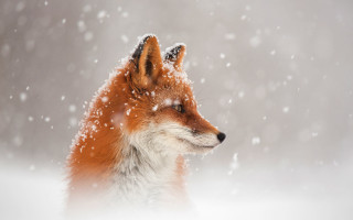 Fox snow furry impressionist photograph - impressionist free wallpaper