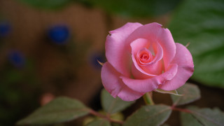 Pink rose green leaves blurry 2 - a pink rose free wallpaper